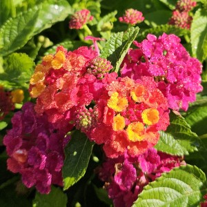 HEARTLAND™ Neon Lantana, Lantana 'HEARTLAND™ Neon'